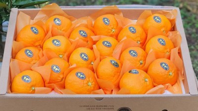 놓치면 후회! ✨ 만감류 선물세트 득템 후기 & 꿀팁 대방출! 🍊